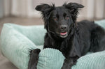Trixie Hondenmand Vital Jonna Ribfluweel Saliegroen