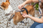 Trixie Paniekadapter Stay Voor Tuigen Zwart