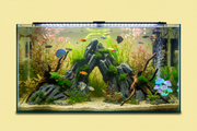 🐠 De juiste afmeting van een aquarium: waarom groter vaak beter is