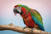🦜 Papegaaien als huisdier: Alles wat je moet weten voor een gelukkig en gezond leven