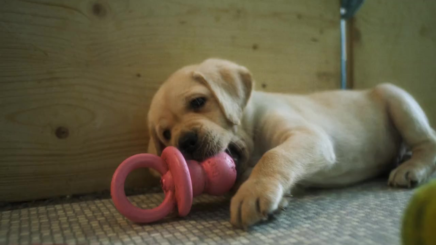 Trixie Junior Fopspeen Natuurrubber Assorti