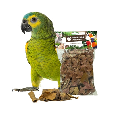 Back Zoo Nature Discovery Leaves