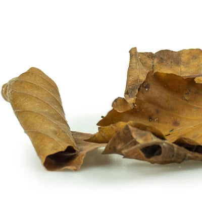 Back Zoo Nature Discovery Leaves