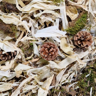 Back Zoo Nature Discovery Topping