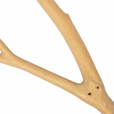 Back Zoo Nature Multi Branch