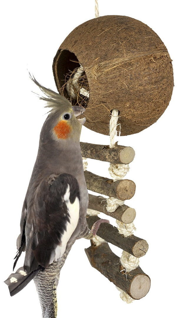 COCONUT MET LADDER